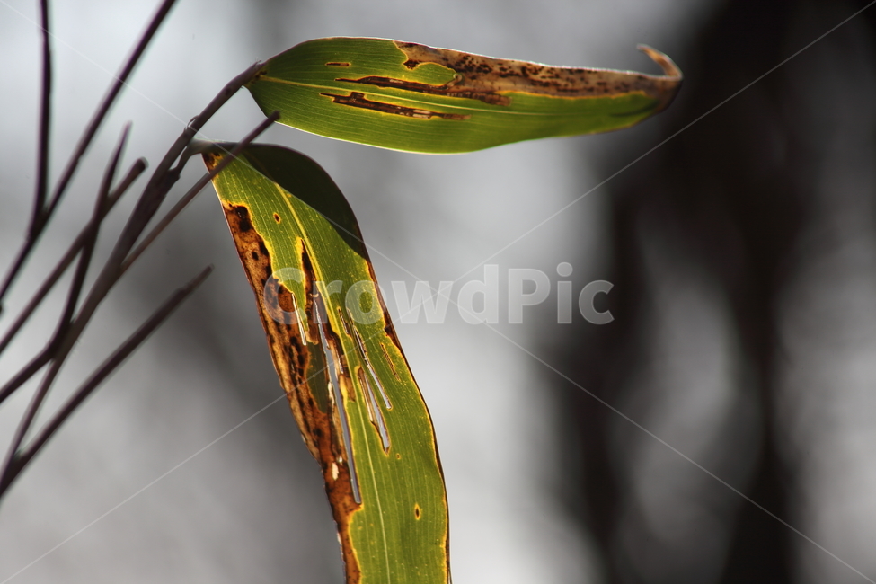 잎,대나무잎,조릿대,산대,leaf,산죽,식물,자연,plants,nature