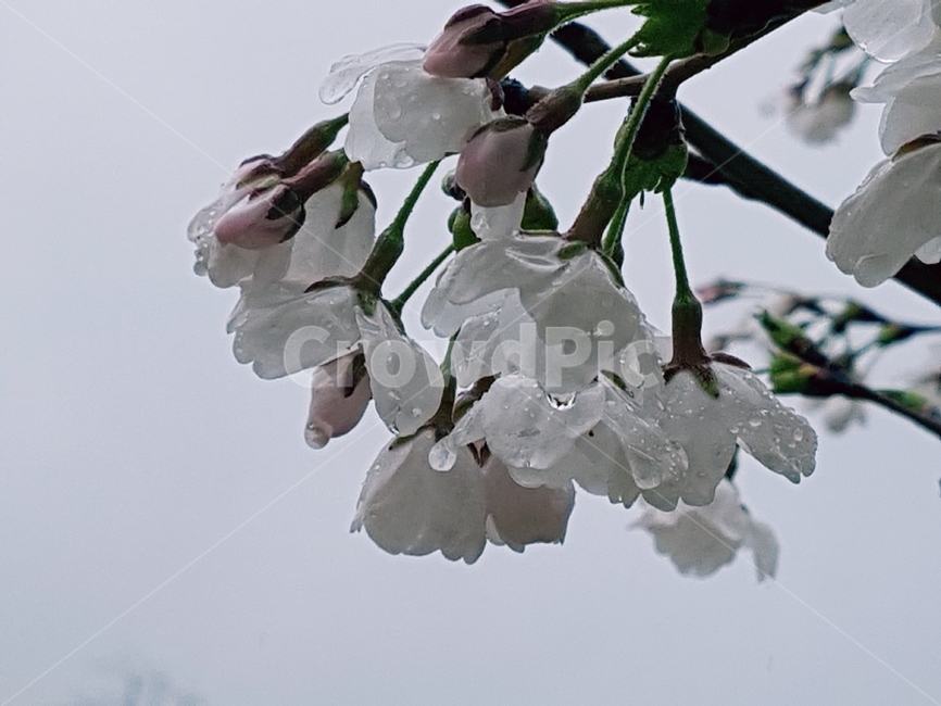 벗꽃,이슬,하얀꽃,슬픔,봄꽃,식물,자연,plants,nature,꽃,flower