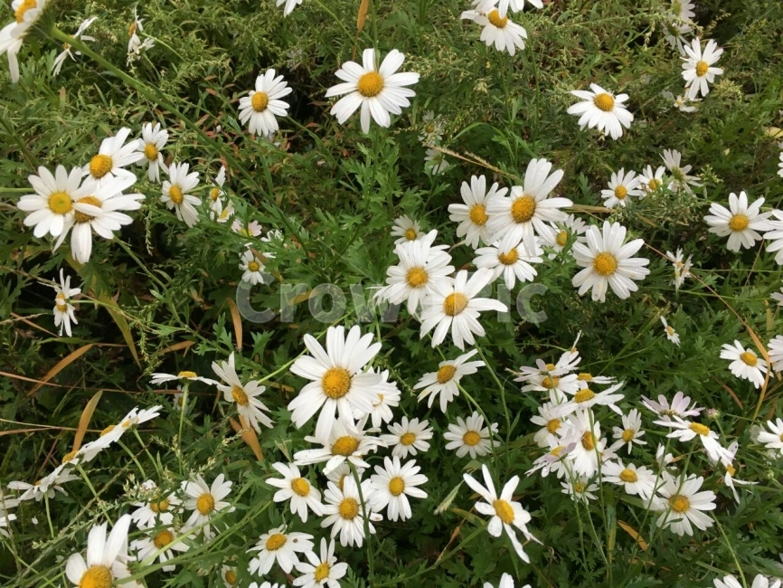 가을,국화,꽃,야생화,자연,식물,자연,plants,nature,꽃,flower