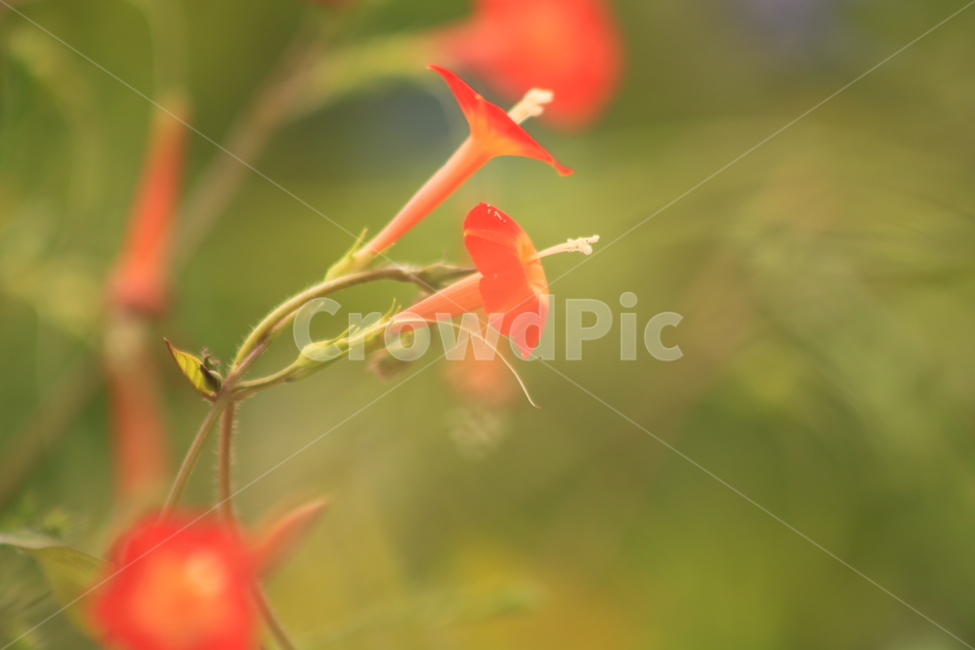 야생화,꽃,주황꽃,꽃술,유홍초,plant,식물,식물,자연,plants,nature,꽃,flower