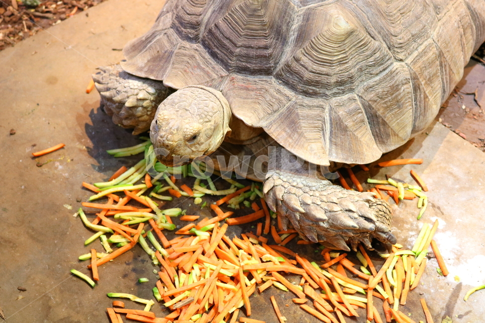 거북,거북이,동물,설가타,설가타거북,육지거북,파충류,자연,동물,animal,파충류,양서류,reptile,amphibian