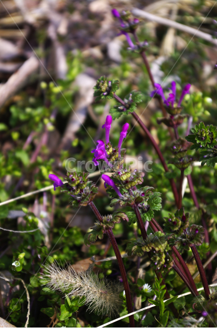 꽃,봄꽃,식물,자연,flower,plant