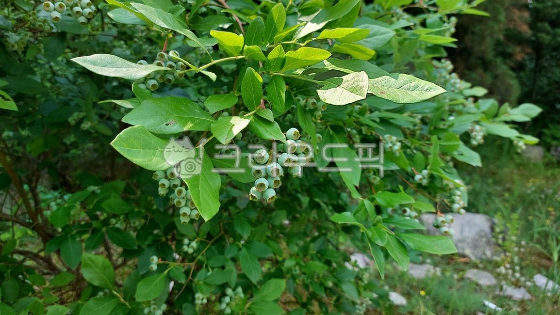 진달래과,산앵도나무속,블루베리,berry,blueberry,food,음식,fruit,과일,leaf,잎,그린,초록,녹색,덜익은
