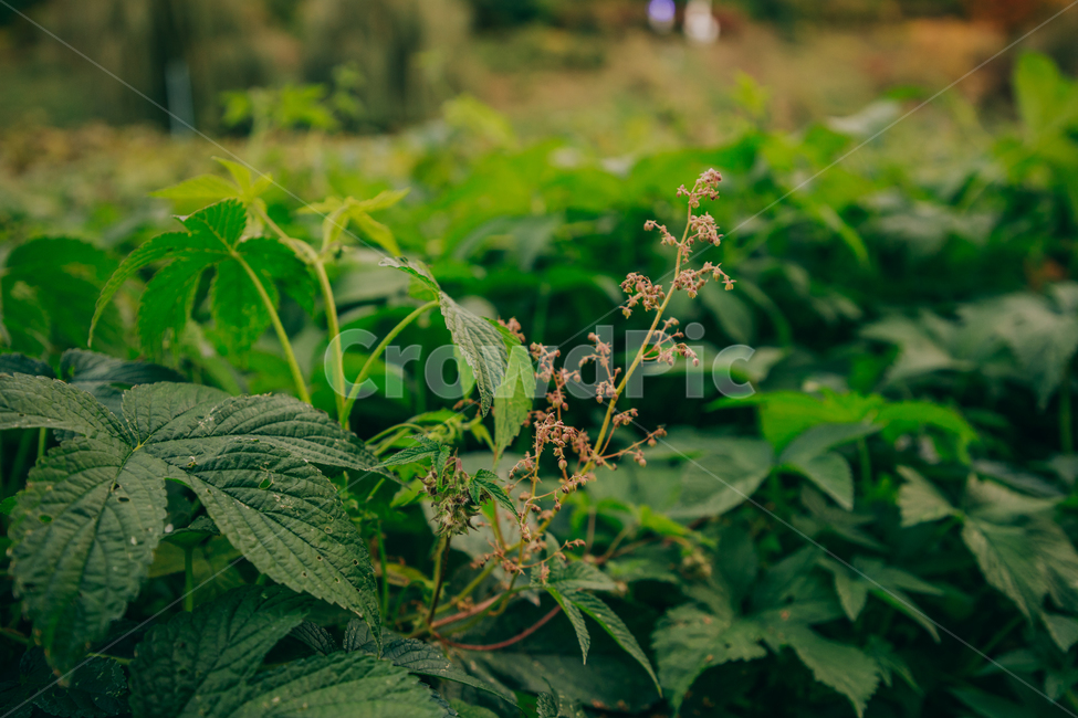 초록,풀,자연,잎,잎파리,식물,자연,plants,nature