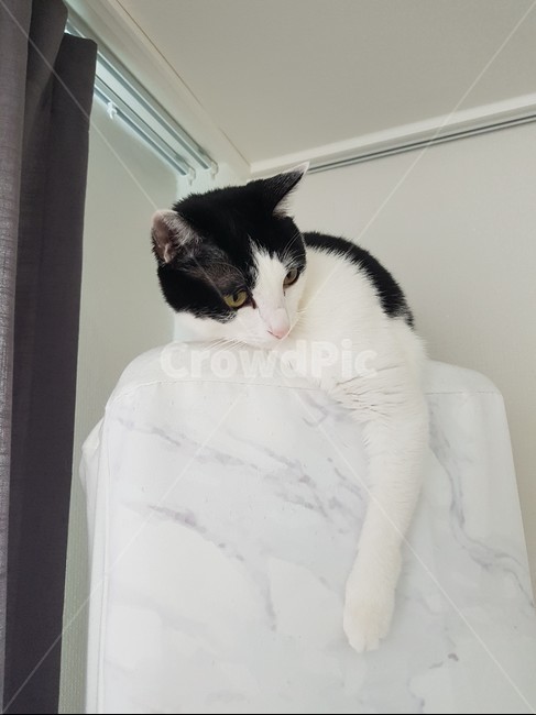 고양이,코리안숏헤어,바둑이,에어컨,쉬는양이