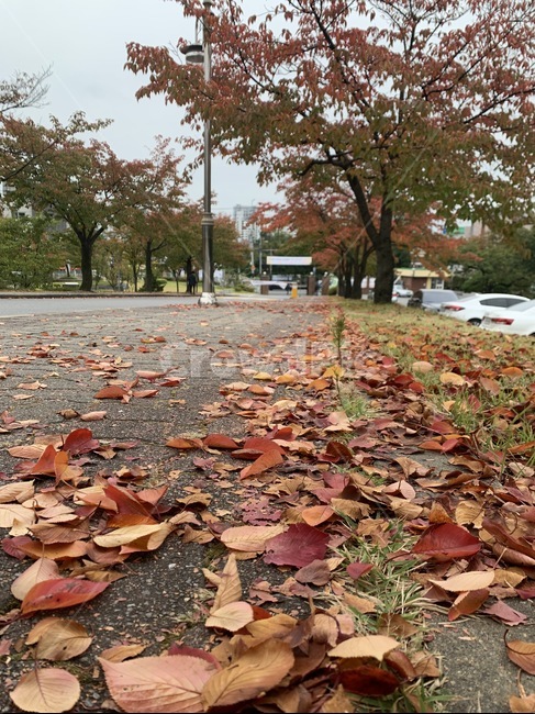 낙엽,가을,잔디,풀,자연,감성,단풍,계절,분위기,maple,ground,땅,바닥,길,leaves,가을,계절,fall,autumn,season,식물,자연,plants,nature,leaf,잎,plant,tree,나무