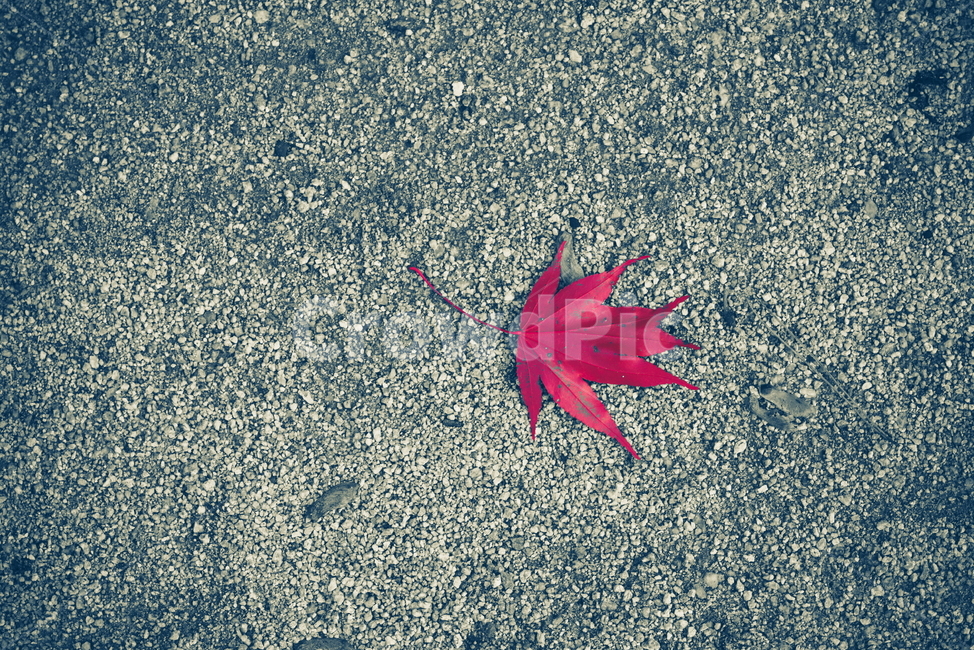 낙엽,가을,단풍,바닥,빨간단풍,가을,계절,fall,autumn,season,leaf,잎,plant,식물,tree,나무