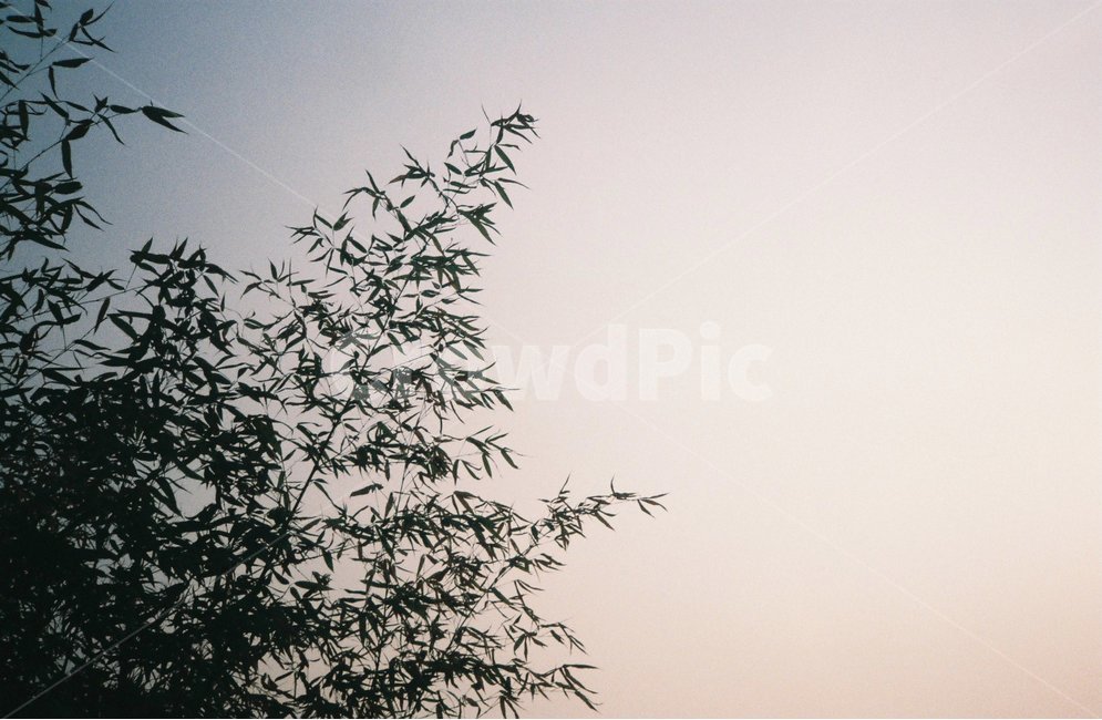해질녘,저녁,나무,풀,하늘,식물,자연,plants,nature,나무,trees,wood,감성,sensible,feeling