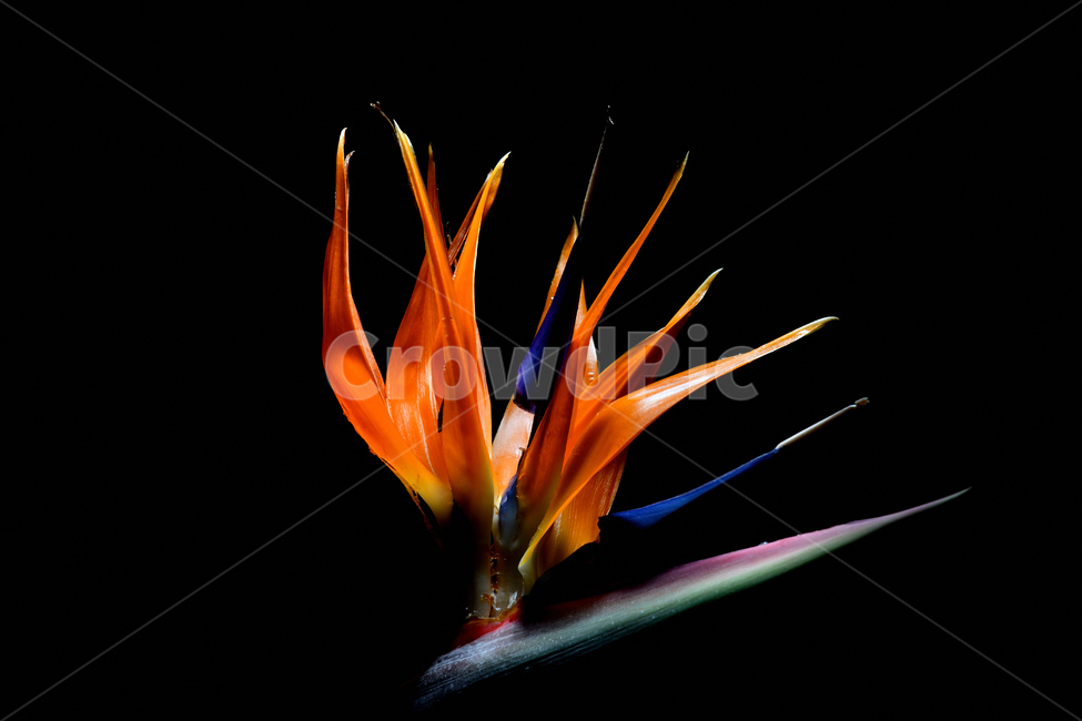 꽃,꽃사진,극락조,환희,열정,식물,자연,plants,nature,꽃,flower