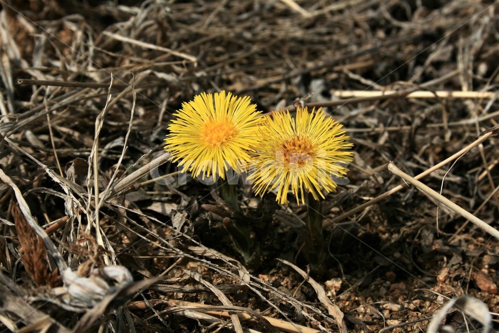 관동화,국화과,여러해살이풀,유독성,발암성,식물,봄꽃,식물,자연,plants,nature,꽃,flower