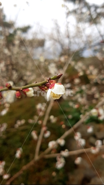 꽃,white,나무,식물,자연
