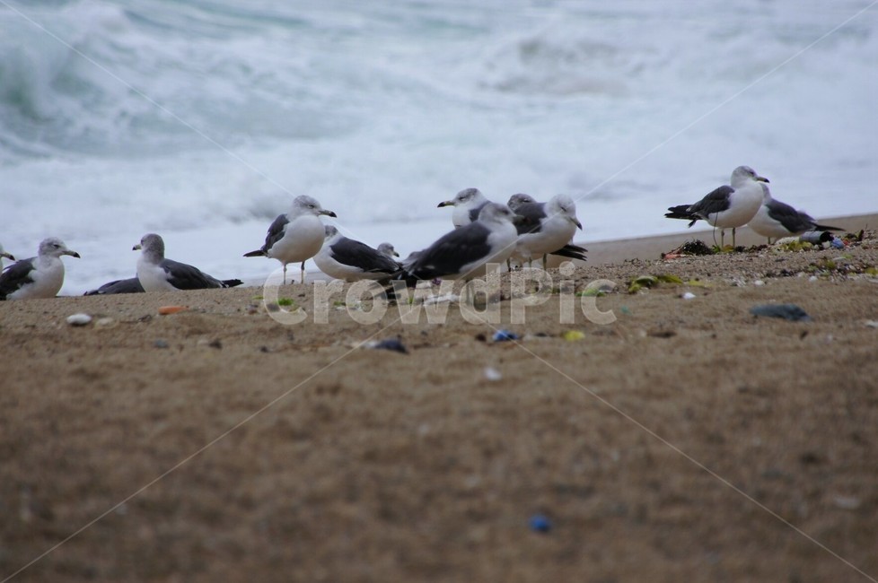 새,갈매기,바다,모래사장,자연,nature,animal,파도,강원도,해변,바다,beach,sea,동물,animal,조류,새,birds