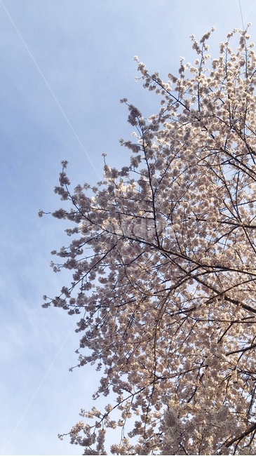 벚꽃,봄,분홍색,나무,하늘,봄,계절,spring,season,plant,식물,blossom,꽃,flower