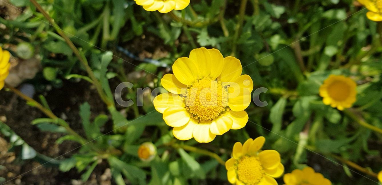 봄,blossom,flower,식물,plant,꽃,nature,자연,데이지,geranium,daisies,daisy