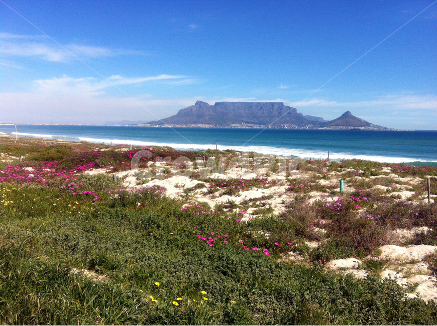 남아공,테이블마운틴,구름,하늘,바다,꽃,풀,sea,southafrica,cloud,sky,자연,풍경,nature,landscape,해외,외국,세계,foreign,oversea,world,세계자연풍경,해외자연풍경,외국자연풍경,world nature landscape,land,땅,outdoors,옥외,plateau,고원