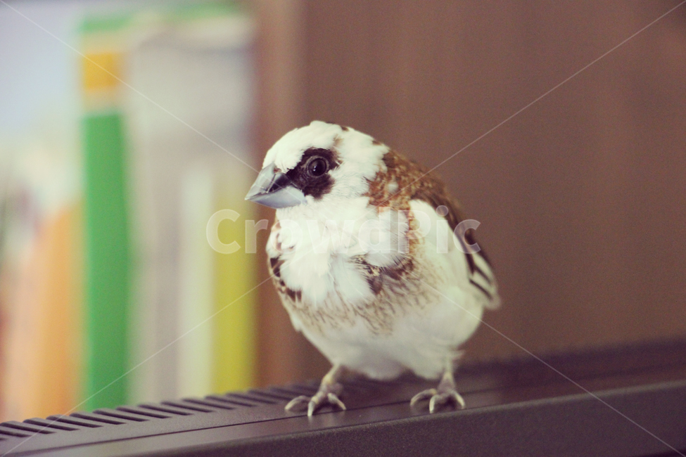 새,십자매,애완조,새대가리,조두,자유,탈출,새장탈출,동물,animal,조류,새,birds