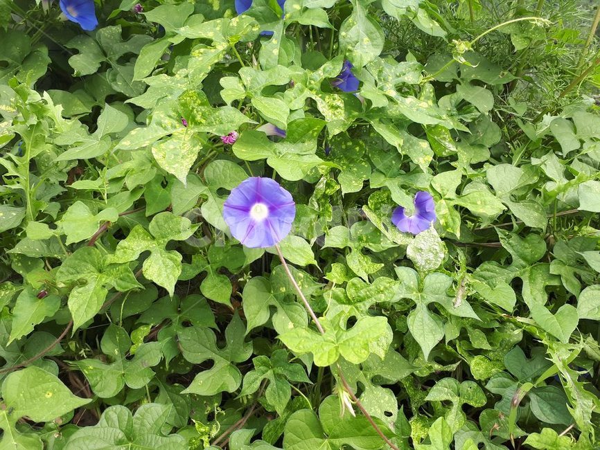 나팔,나팔꽃,보라색,사랑,결속,식물,자연,plants,nature,꽃,flower