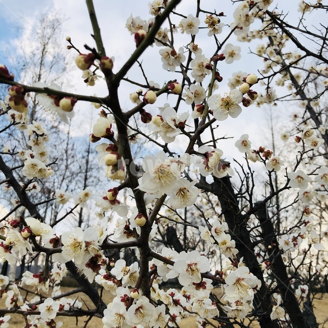 벚꽃,봄,spring,flower,꽃,봄날,초봄,식물,자연,plants,nature,꽃,flower