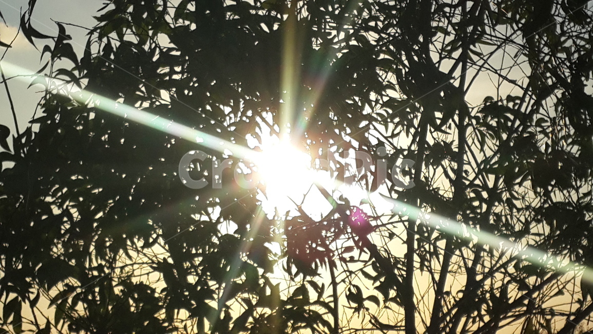 햇살,햇빛,sunlight,하늘,sky,나무,tree,nature,자연,빛,light,flare,나무,trees,wood