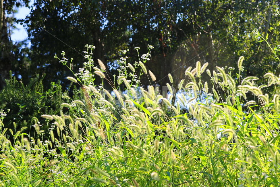 강아지풀,풀,잡초,벼과,식물,자연,구미초,낭미초,개꼬리풀,식물,자연,plants,nature