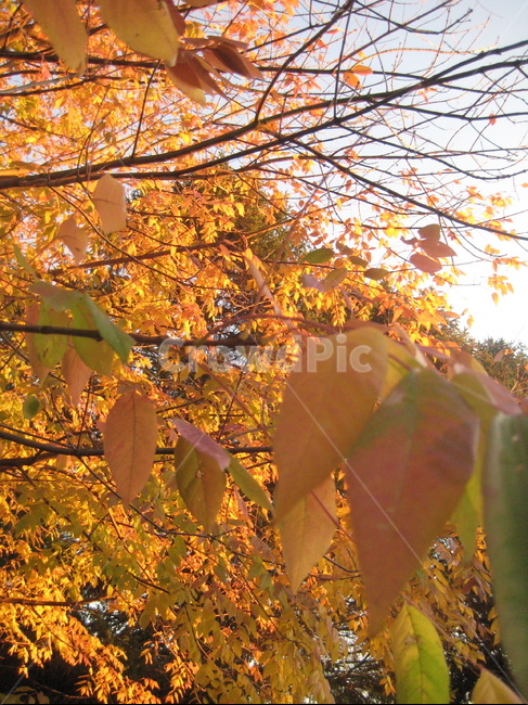 잎,나무,단풍,식물,maple,tree,leaf,plant,가을,fall,autum,가을,계절,fall,autumn,season