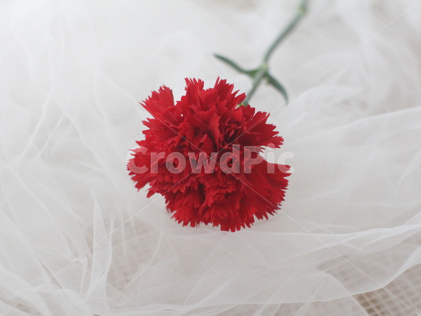 카네이션,어버이날,빨간꽃,꽃,carnation,red,flower
