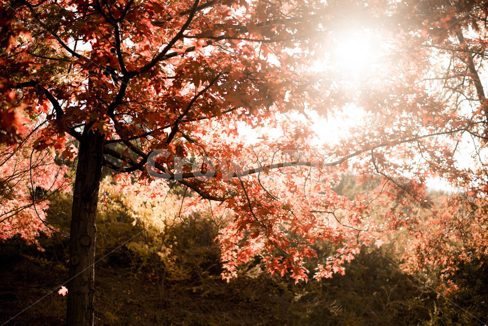 가을,은행나무,은행나무숲,가을햇살,브라운,가을,계절,fall,autumn,season,식물,자연,plants,nature,나무,trees,wood,감성,sensible,feeling,휴식,힐링,rest,relaxation,healing,plant,tree