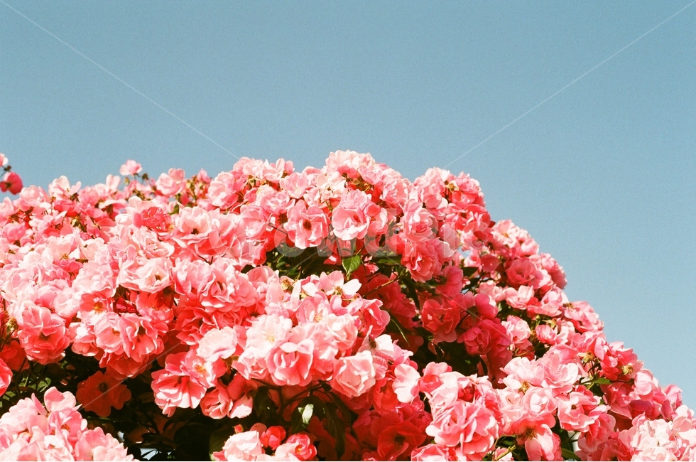 꽃,장미,화사한,필름,봄,감성,식물,자연,plants,nature,꽃,flower,감성,sensible,feeling