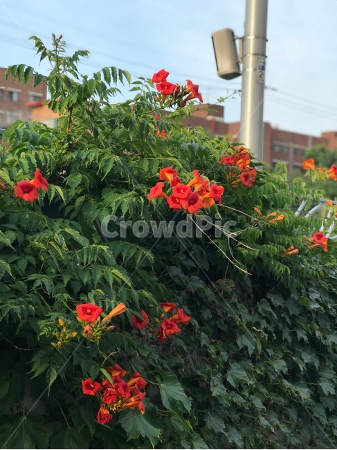 능소화,꽃,감성사진,주황꽃,주황색,자연,초록,식물,전봇대,orange,flower,photo,color,plant,nature
