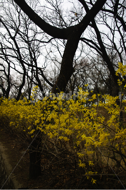 개나리,식물,plant,자연,nature,꽃,flower,봄,spring,계절,자연,풍경,nature,landscape