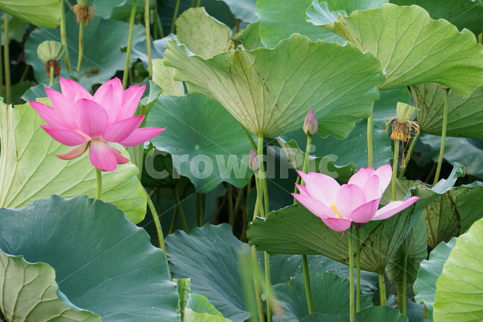 연꽃,lotus,수생식물,식물,연못,수련