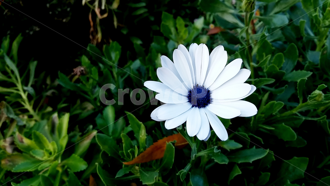 들꽃,흰꽃,한송이,flower,식물,꽃,식물,자연,plants,nature,꽃,flower