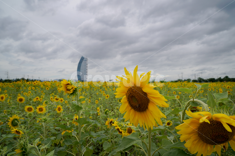 해바라기,흐린날,여름꽃,sunflower,flower,구름,자연,풍경,nature,landscape,plant,식물,blossom,꽃