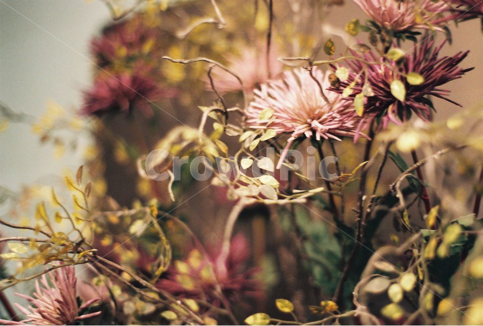 드라이플라워,꽃,인테리어,감성사진,필름사진,식물,자연,plants,nature,꽃,flower,감성,sensible,feeling
