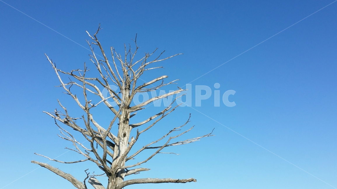 나무,겨울나무,하늘,나뭇가지,tree,brunch,winter,겨울,식물,자연,plants,nature,나무,trees,wood