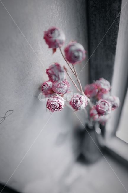 장미,꽃,조화,감성,꽃병,꽃,flower,실내용화초,화분,화초,house plant,감성,sensible,feeling,흑백,모노톤,monochrome,black and white