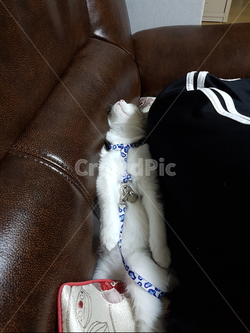 고양이,핑크코,cat,핑크발바닥,냥,냥이,하얀고양이,귀여운,애기고양이,kitten,동물,animal,포유류,mammal,고양이,cat,kitten,kitty