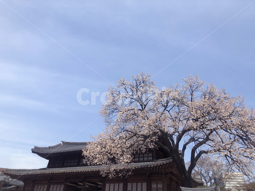 한국,서울,덕수궁,봄,벚꽃,봄,계절,spring,season,한국전통,한국문화,korean traditional,korean culture,건축물,건물외관,exterior,building,structure,architecture,construction,plant,식물