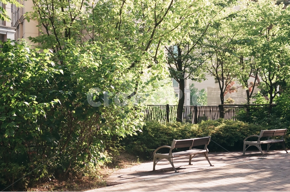공원,벤치,식물,나무,햇빛,풍경,의자,tree,park,landscape,afternoon,sunshine,sunlight,자연,풍경,nature,landscape,bench,park bench,공원 벤치