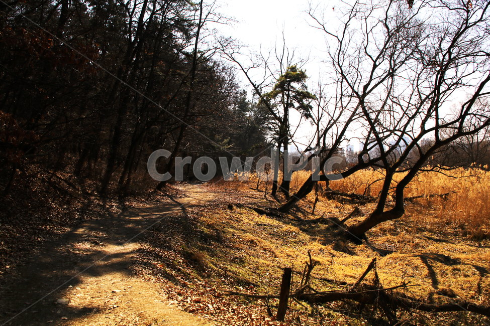 갈대,억새,풀,마른풀,하천,강,나무,가을,물,자연,풍경,nature,landscape,ground,바닥,plant,식물,tree,dirt road,흙길,gravel,자갈,road,도로