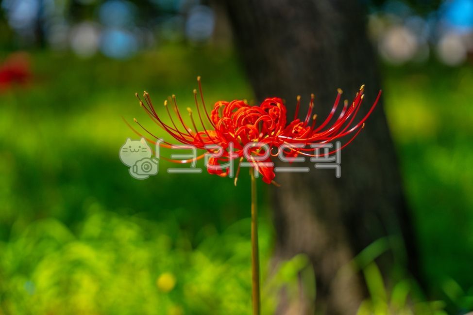 A bunch of flowers,background,plant,Similarization,autumn,flower