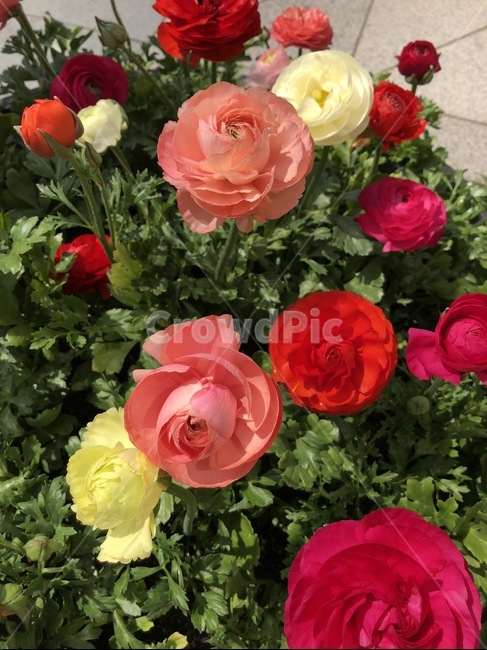 빨간꽃,노란꽃,꽃,들꽃,야생화,plant,식물,flower,blossom,꽃밭,예쁜꽃,쨍한꽃,비비드,vivid