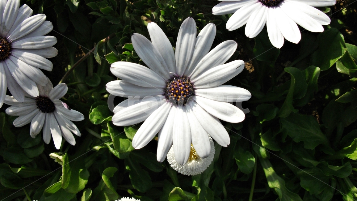 꽃,자연,식물,꽃잎,암술,수술,봄,spring,nature,bloom,petal,floral,scent,beautiful,plant,flower,오스테오스펄멈,아프리카원산,아프리칸데이지,garden,Osteospermum,디모르포테카,데모루,오스테오스퍼멈,식물,자연,plants,nature,꽃,flower