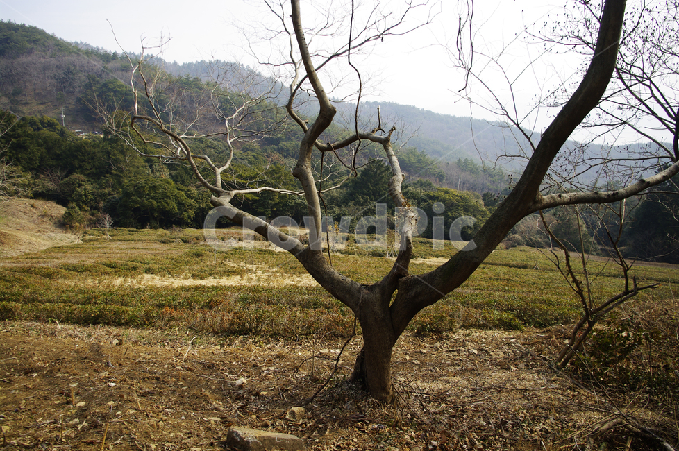 나무,식물,자연,tree,nature,plant,나무줄기