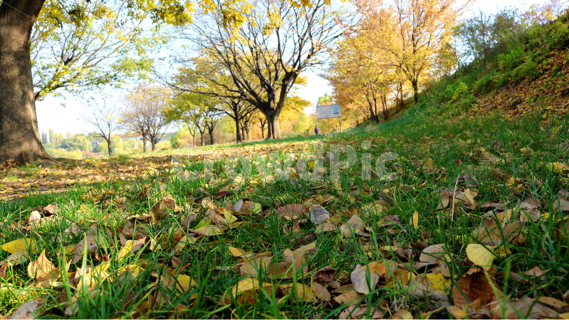 공원,선유도공원,한강공원,자연,풍경,나무,가을,단풍,낙엽,산책길,가을,계절,fall,autumn,season,자연,풍경,nature,landscape,식물,plants,plant,leaf,잎,tree,grass,잔디,vegetation,초목
