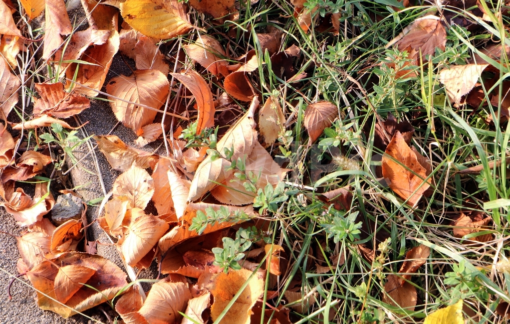 낙엽,가을,잡초,잎,길거리,바닥,자연,주황,초록,가을,계절,fall,autumn,season,plant,식물,leaf,ground