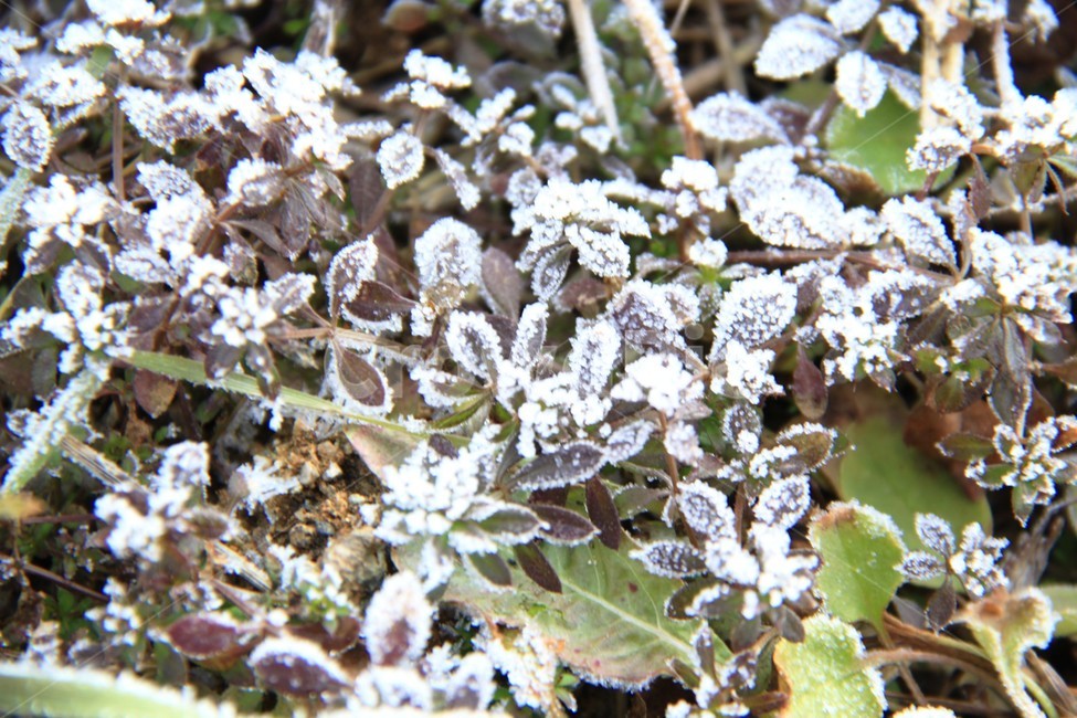 자연,ice,snow,서리,frost,옥외