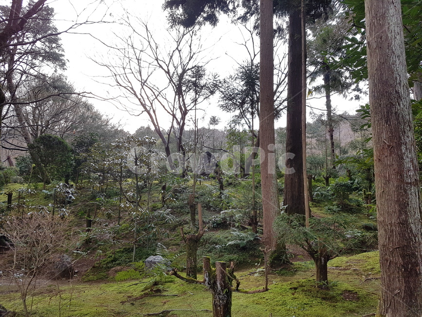 숲,나무,이끼,정원,moss,forest,lichen,tree,garden,일본정원,일본이끼,일본숲,japanesegarden,자연,풍경,nature,landscape,식물,plants,나무,trees,wood,plant,tree trunk,나무 줄기