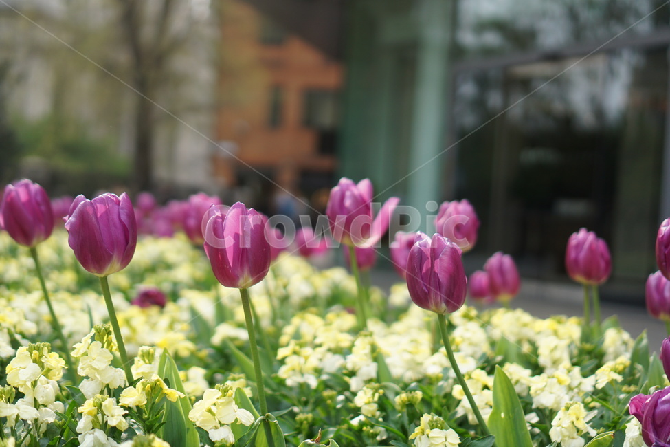 꽃,튤립,식물,봄,가든,꽃밭,flower,tulip,plant,garden,green,초록이,보라색꽃,보라꽃,보라,보라튤립