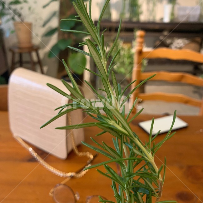 herb,로즈마리,허브,식물,plant,식물,자연,plants,nature